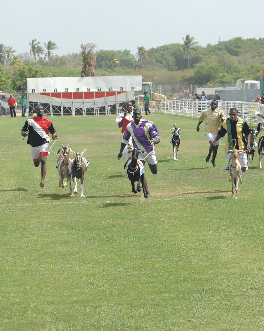 Tobago Goat Race