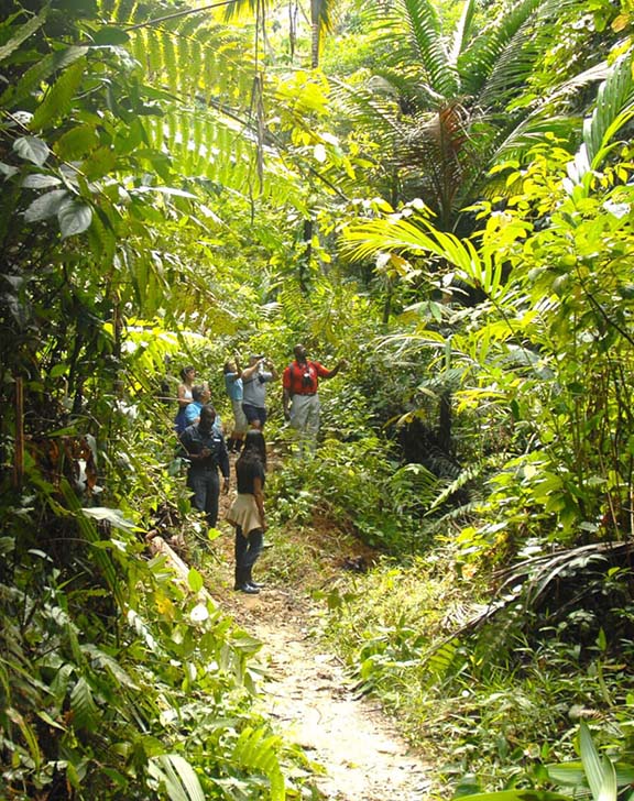 Main Ridge forest